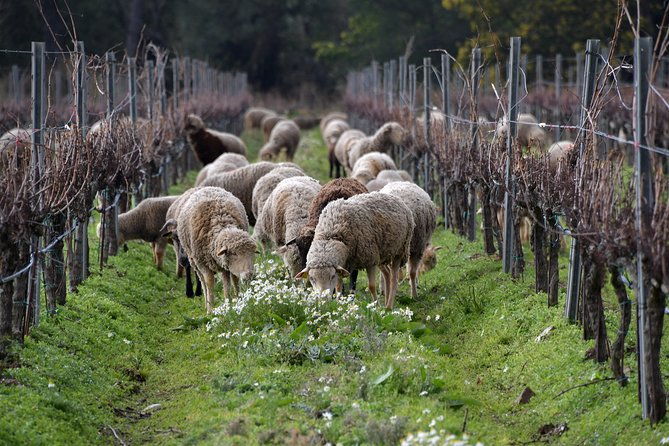 private-4x4-ride-in-a-wine-estate-followed-by-a-tasting
