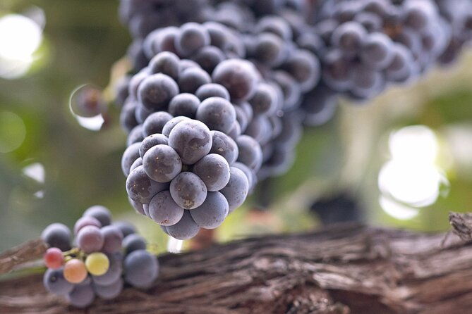 private-all-inclusive-santa-ynez-wine-tour-from-santa-ynez-valley-2