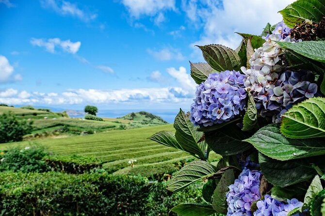 private-all-of-furnas-tea-plantation-ticket-to-beija-included-2