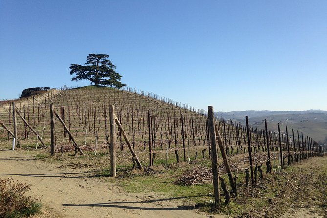 private-barolo-wine-tour-with-winemaker