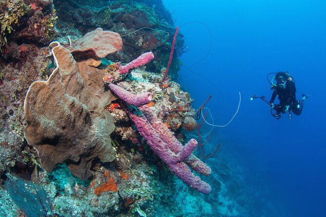 private-bayahibe-3-tank-diving-with-lunch-from-punta-cana
