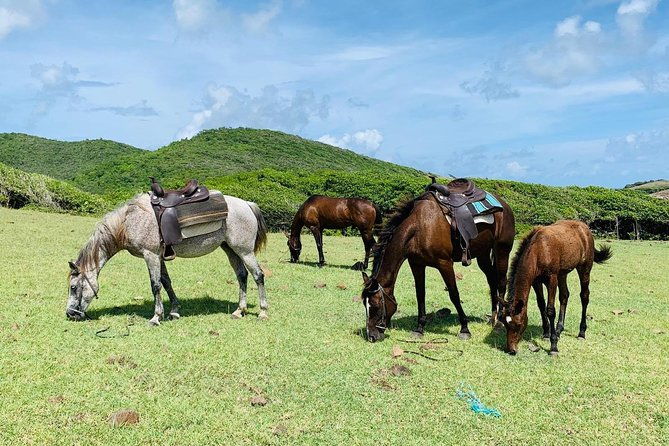 private-beach-horseback-ride-with-sandy-hoofs-st-lucia