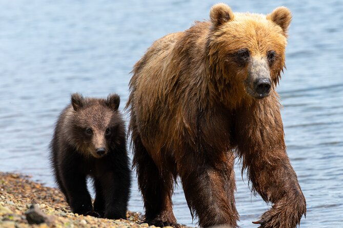 private-bear-viewing-by-seaplane