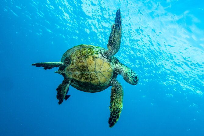private-big-island-snorkeling