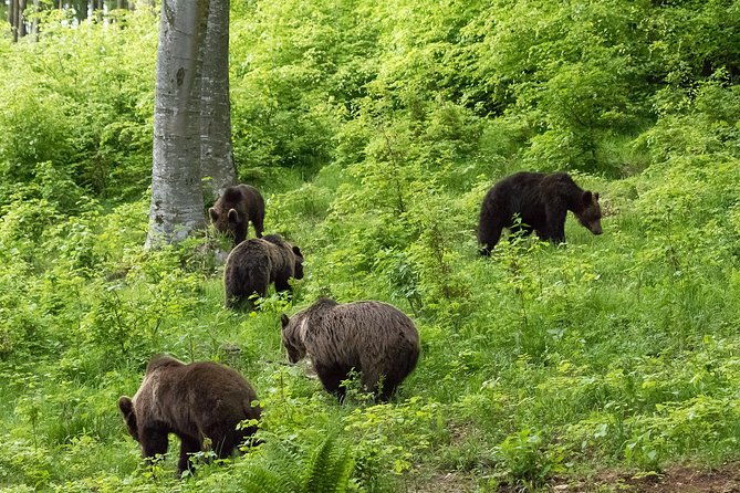 private-brown-bear-watching-experience-near-odorheiu-secuiesc
