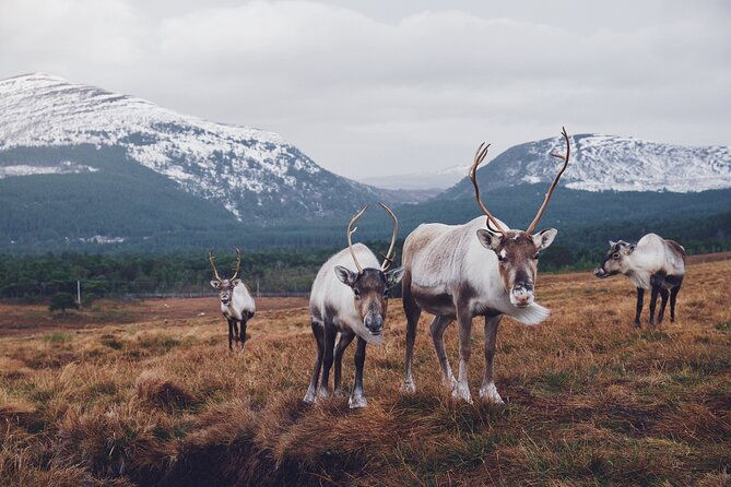 private-cairngorm-national-park-tour