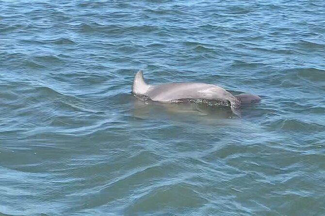 private-charleston-dolphin-and-eco-boat-tour-2