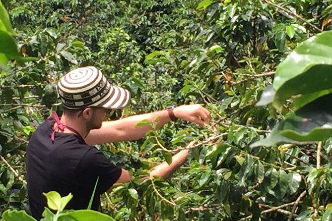private-coffee-farm-tour-in-medellin-real-authentic-experience