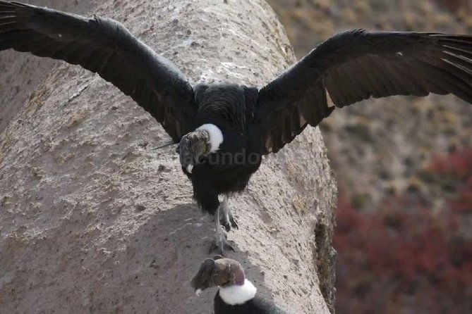 private-day-tour-antisana-volcano-nature-birds-condors-watching
