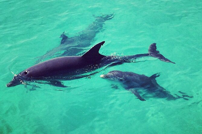 private-dolphin-playground-safari