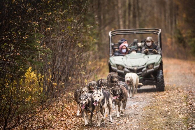 private-fall-foliage-mushing-cart-ride-in-fairbanks-2