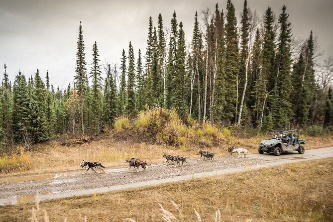 private-fall-foliage-mushing-cart-ride-in-fairbanks
