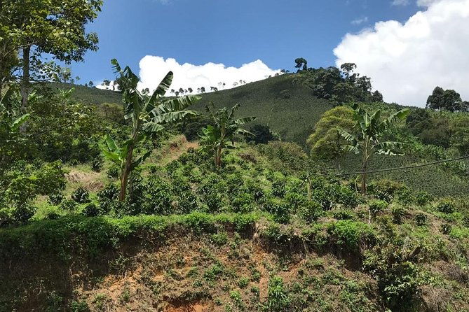 private-full-day-coffee-tour-to-palmitas-farm-near-medellin