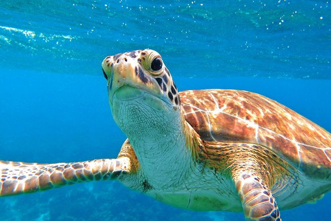private-full-day-sail-snorkel-experience-usvi-sapphire-marina-stt-pick-up