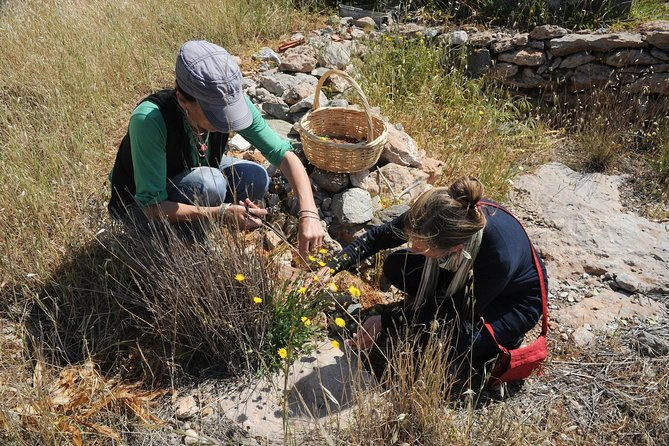 private-greek-cooking-class-and-foraging-experience-in-syros