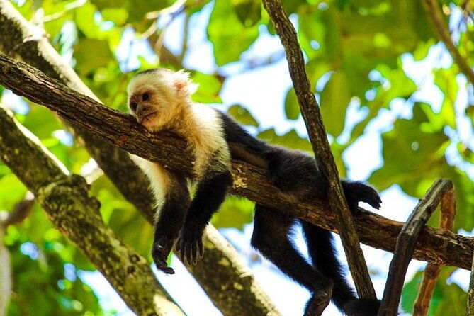 private-guided-gumbalimba-park-tour-from-roatan