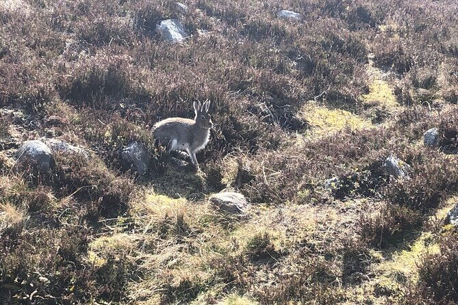 private-guided-mountain-walking-experience-in-the-cairngorms-2