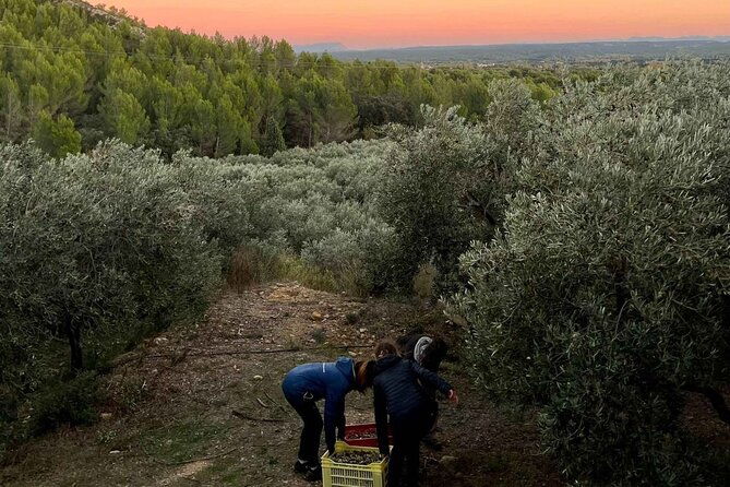private-guided-tour-olive-oil-estate-in-salon-de-provence