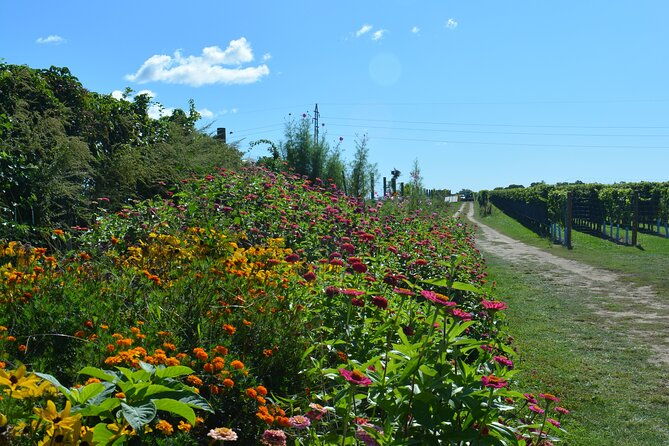 private-guided-wine-country-bike-tour-in-mattituck
