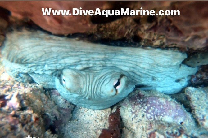private-half-day-dive-trip-in-st-thomas-virgin-islands