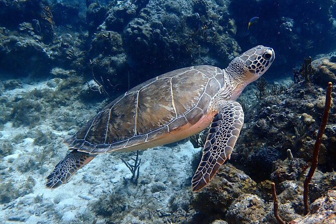 private-half-day-guided-snorkeling-charter-in-st-thomas