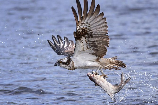 private-historical-wildlife-and-dolphin-cruise-south-padre-island