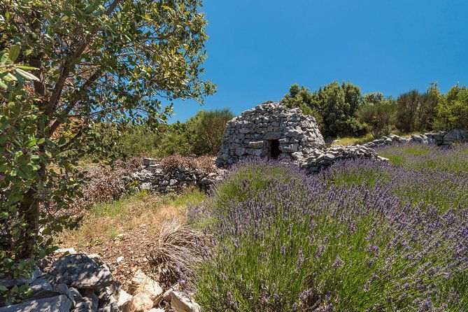 private-hvar-island-tour-and-olive-oil-tasting-2