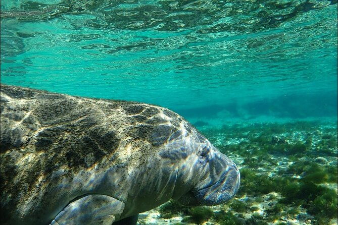 private-manatee-snorkeling-tour