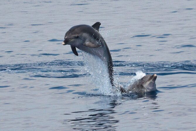 private-marine-life-spotting-dolphin-watching-ecomarine-malta-3