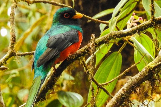 private-mindo-tour-with-birds-butterflies-zip-line-chocolate
