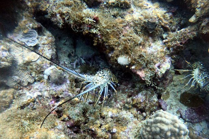 private-morning-half-day-snorkeling-trip