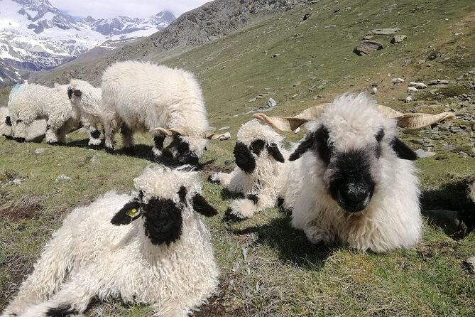private-mt-gornergrat-and-zermatt-tour-2