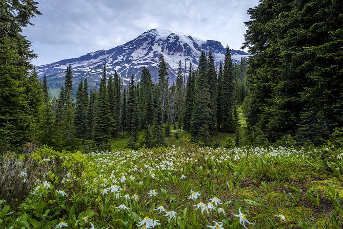 private-mt-rainier-national-park-day-trip-from-seattle