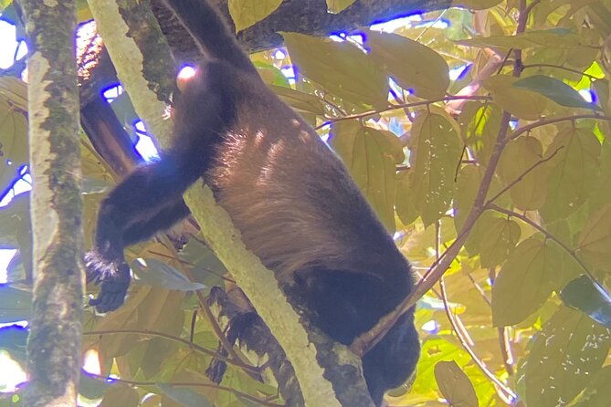 private-nature-walk-in-manuel-antonio-national-park