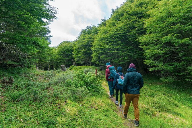 private-patagonian-forest-hike-in-punta-arenas-4-hour