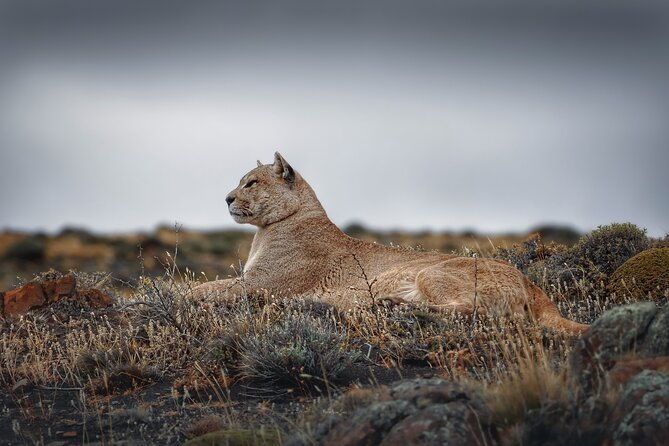 private-pumas-and-wildlife-watching-experience
