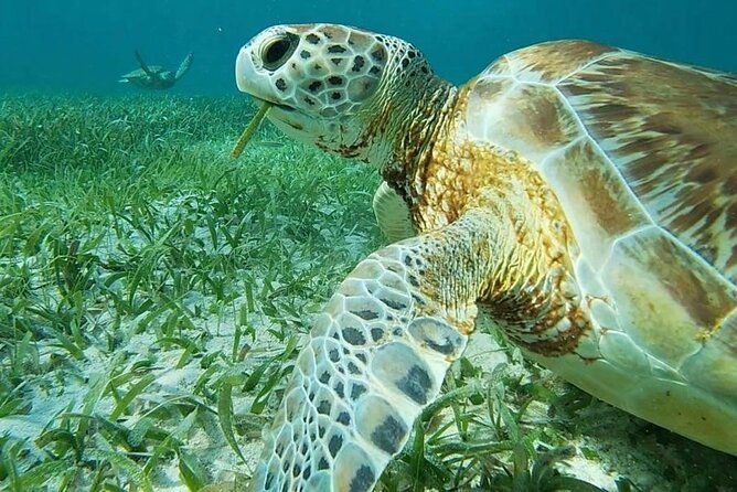 private-snorkeling-hol-chan-marine-reserve-and-shark-ray-alley