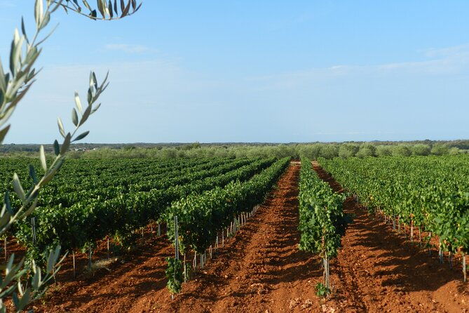 private-sparkling-wine-tasting-in-istria
