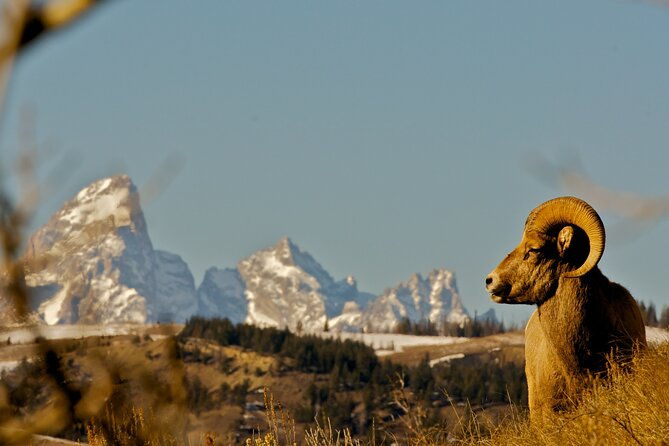 private-sunset-4-hour-grand-teton-wildlife-adventure