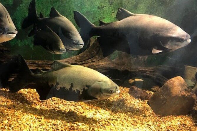 private-tour-at-the-zoo-and-science-forest-in-manaus