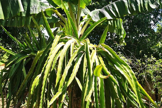 private-tour-cocoa-coffee-local-market-and-cigars-factory