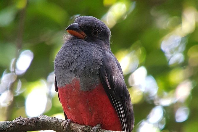 private-tour-hanging-bridges-la-fortuna-waterfall-and-volcano
