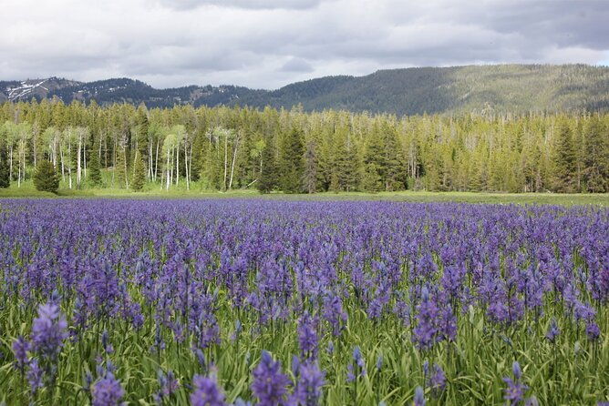 private-tour-in-grand-teton-national-park-and-yellowstone-lower-loop