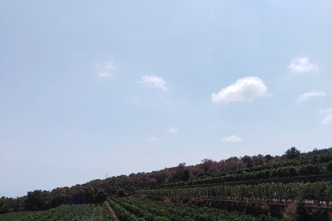 private-tour-of-mount-etna-with-etna-doc-wine-tasting