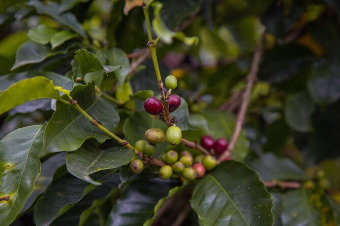 private-tour-the-urban-coffee-culture-in-medellin-coffee-farm-workshop