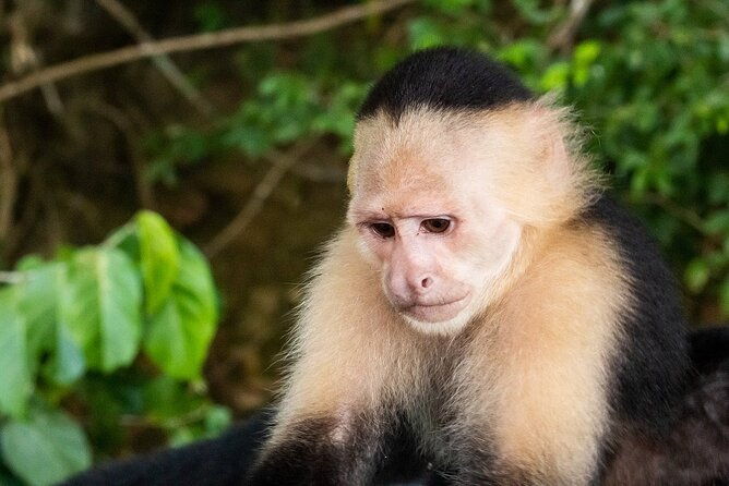 private-tour-to-monkey-island-and-sloth-sanctuary-in-gamboa