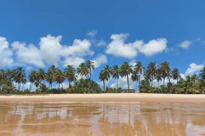 private-tour-to-praia-do-forte-and-praia-de-guarajuba-from-salvador