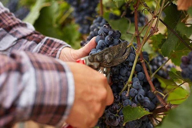 private-visit-to-the-cellars-of-etna-with-wine-tasting