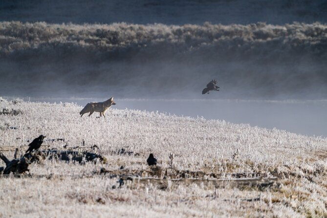 private-wildlife-photography-tour-in-yellowstone-national-park