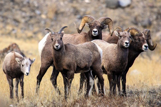private-yellowstone-national-park-sightseeing-tour-with-lunch-2